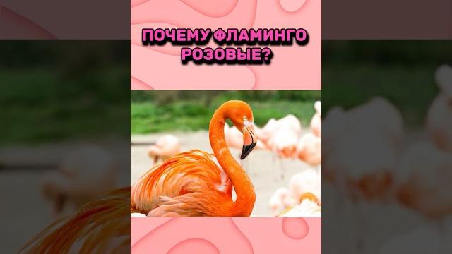 Спорим ты не знал почему фламинго розовые? Спорим ты не знал почему фламинго розовые?