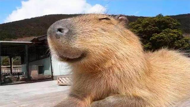 КАПИБАРА (FUNNY CAPYBARA) КАПИБАРА (FUNNY CAPYBARA)