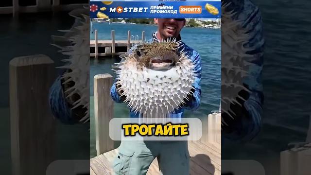 ЭТА САМАЯ ОПАСНАЯ И ДОРОГАЯ РЫБКА В МИРЕ️ ЭТА САМАЯ ОПАСНАЯ И ДОРОГАЯ РЫБКА В МИРЕ️