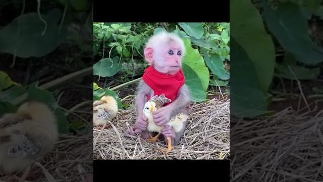 дружба обезьянки и утят ️ дружба обезьянки и утят ️