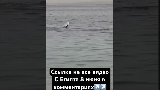 Нападение Акулы в Египте Нападение Акулы в Египте
