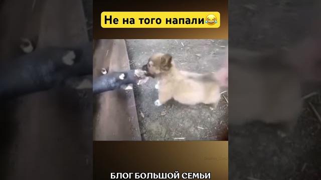 В душе волкодав#собака #собаки #прикол #приколы #смешное #смешно #юмор #щенок #щенки #животные #мы В душе волкодав#собака #собаки #прикол #приколы #смешное #смешно #юмор #щенок #щенки #животные #мы