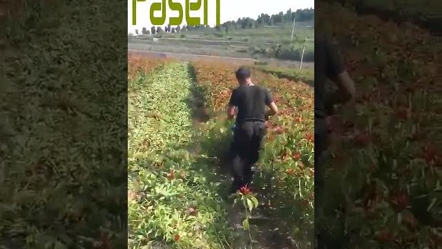 Малогабаритный комбайн для уборки кукурузы Комбайн для уборки риса Машина для уборки перца Малогабаритный комбайн для уборки кукурузы Комбайн для уборки риса Машина для уборки перца