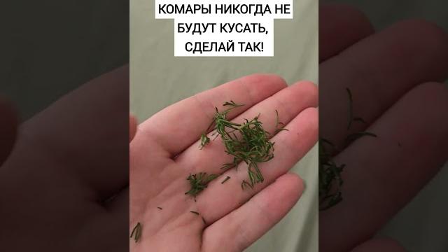 Комары никогда не будут кусать! #комары #откомаров #огород #лес #природа #дача #лайфхак Комары никогда не будут кусать! #комары #откомаров #огород #лес #природа #дача #лайфхак