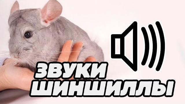 Звуки шиншиллы: какие звуки издаёт шиншилла? Звуки шиншиллы: какие звуки издаёт шиншилла?