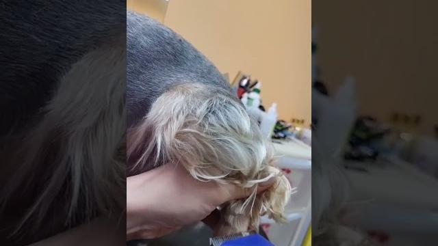 Стрижка Йорка Стрижка Йорка