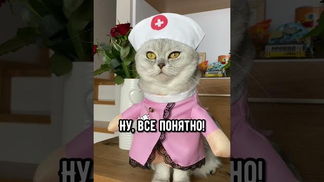 Смешные коты - Майя #смешныекоты #кот #кошка Смешные коты - Майя #смешныекоты #кот #кошка