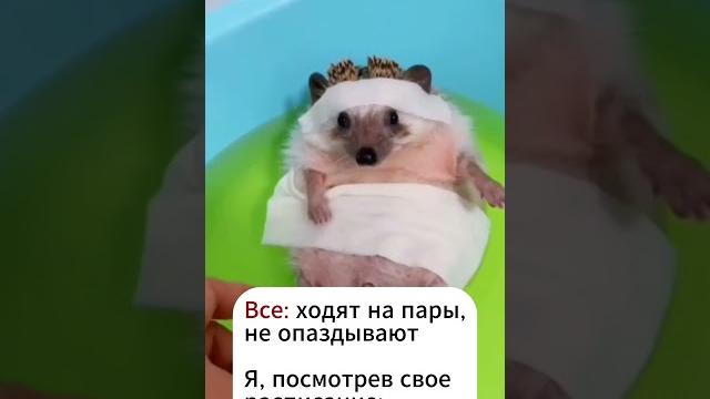 Расписание #смешныевидео #мемы #ёжики Расписание #смешныевидео #мемы #ёжики