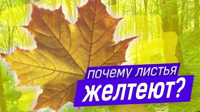 Почему ЖЕЛТЕЮТ листья? Почему ЖЕЛТЕЮТ листья?