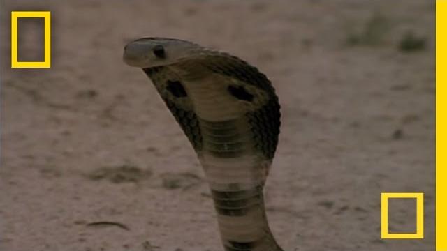 Cobra vs. Mongoose | National Geographic Cobra vs. Mongoose | National Geographic