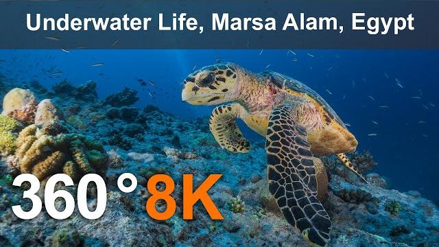 Подводная жизнь, Марса Алам, Египет. 360 видео в 8К Подводная жизнь, Марса Алам, Египет. 360 видео в 8К