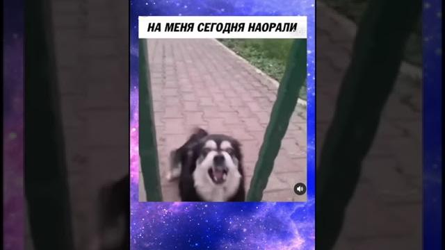 СОБАКА КРИЧИТ, ЧИХАХУА НАОРАЛА, СМЕШНОЕ ВИДЕО СОБАКА КРИЧИТ, ЧИХАХУА НАОРАЛА, СМЕШНОЕ ВИДЕО