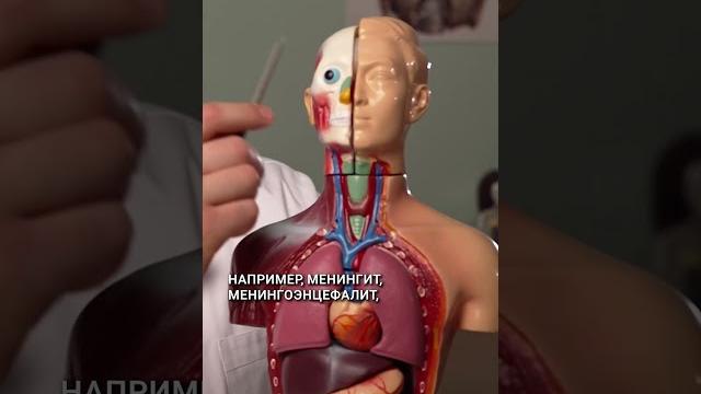 Микоплазменная пневмония Микоплазменная пневмония