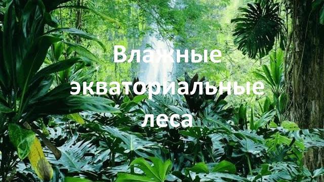 Экваториальные леса. Природные зоны Экваториальные леса. Природные зоны