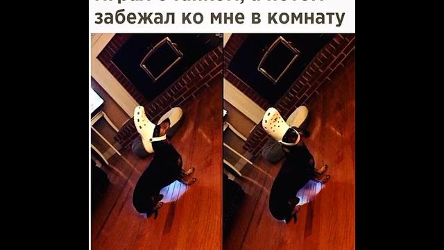 Пойманные моменты чистого веселья — это невозможно подстроить! смешные картинки приколы котики Пойманные моменты чистого веселья — это невозможно подстроить! смешные картинки приколы котики