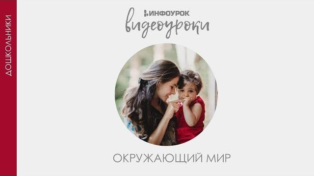 Деревья | Дошкольники | Окружающий мир #4 | Инфоурок Деревья | Дошкольники | Окружающий мир #4 | Инфоурок
