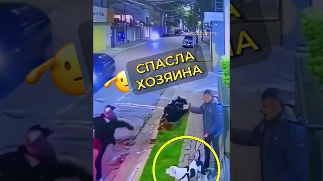 Спасла хозяина #собака #спасение #защита #нападение #защитник Спасла хозяина #собака #спасение #защита #нападение #защитник
