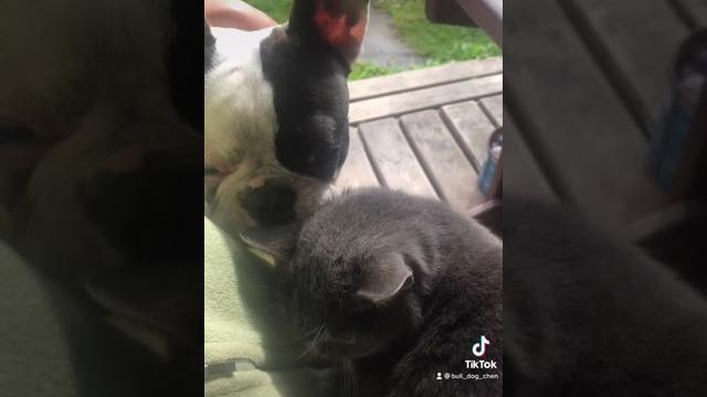 Французский бульдог и кошка. Кошка с собакой. Приколы с собаками. Приколы с животными. Приколы коты Французский бульдог и кошка. Кошка с собакой. Приколы с собаками. Приколы с животными. Приколы коты