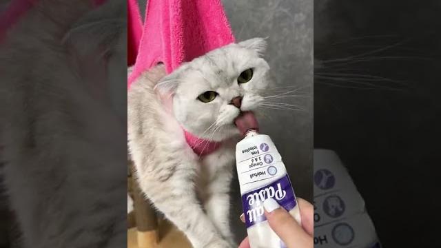 Лайфхак! Как легко подстричь когти кошке Лайфхак! Как легко подстричь когти кошке