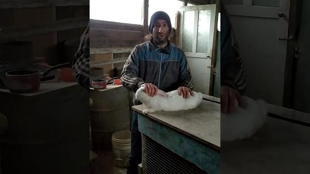 Как правильно брать кролика на руки Как правильно брать кролика на руки