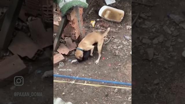 МИНУС ИНДЮК/ ПЛЮС ПЕТУХ #пахандома #озвучка #юмор #топ #животные #собака #петух #озвучкаживотных МИНУС ИНДЮК/ ПЛЮС ПЕТУХ #пахандома #озвучка #юмор #топ #животные #собака #петух #озвучкаживотных