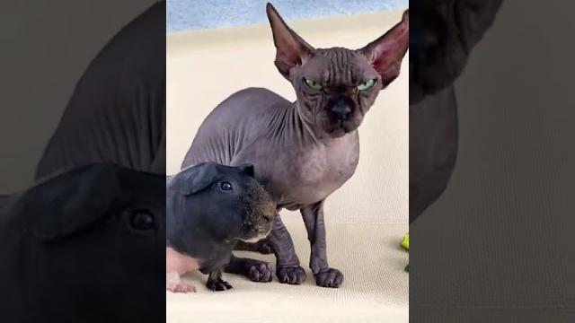 Зачем кошке хвост Зачем кошке хвост