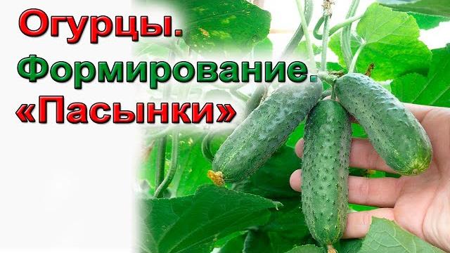 Как формировать огурцы. Схема формирования. Начинающим. Как формировать огурцы. Схема формирования. Начинающим.