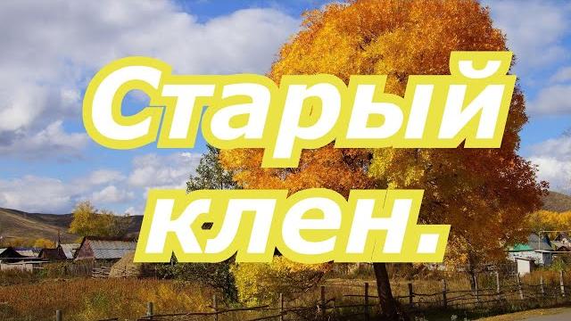 Вячеслав Ольховский. Старый клен. Вячеслав Ольховский. Старый клен.