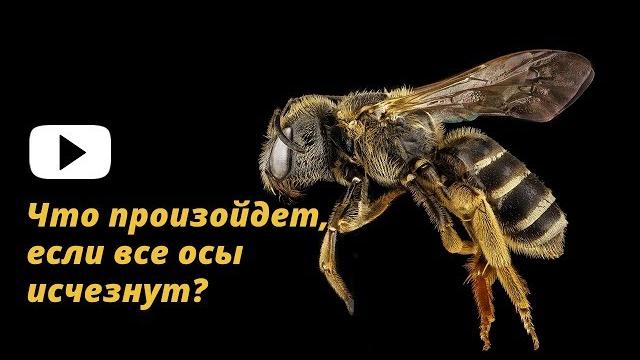 Что произойдет, если все осы исчезнут? Что произойдет, если все осы исчезнут?