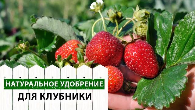 Делайте так, чтобы клубника была крупная и сладкая! Чем подкормить клубнику для богатого урожая? Делайте так, чтобы клубника была крупная и сладкая! Чем подкормить клубнику для богатого урожая?