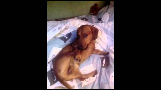 Смешные видео с таксой Смешные видео с таксой