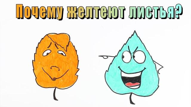 Почему желтеют листья? Почему желтеют листья?