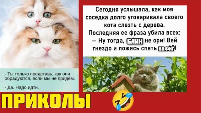 Это видео сделает твой день лучше! Лучшая подборка позитивных мемов! приколы смешные картинки Это видео сделает твой день лучше! Лучшая подборка позитивных мемов! приколы смешные картинки