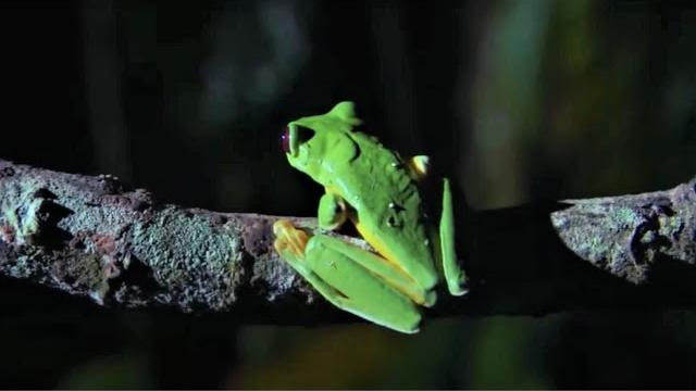 Best Of Frogs | Top 5 | BBC Earth Best Of Frogs | Top 5 | BBC Earth