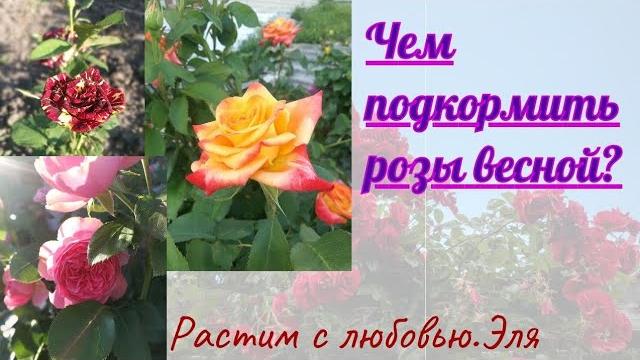 Чем подкормить розы весной?/Первая подкормка. Чем подкормить розы весной?/Первая подкормка.
