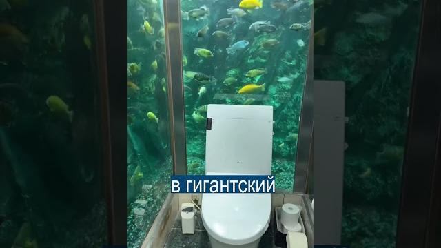 Бедные Рыбки: Туалет Внутри Аквариума Бедные Рыбки: Туалет Внутри Аквариума