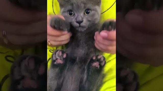 Котенок манчкин танцует под Poli #cat#кот#kitten #猫 #munchkin#貓#baby #poli#adorable#cute#cats#banny Котенок манчкин танцует под Poli #cat#кот#kitten #猫 #munchkin#貓#baby #poli#adorable#cute#cats#banny