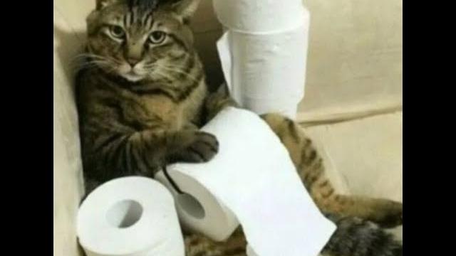 Funny Animal Video! You Will Laugh! Funny Animal Video! You Will Laugh!
