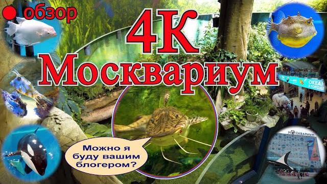 4К видео обзор Москвариум. Земля - наш общий дом и мы должны заботиться о нём. DJI Pocket 2 4k video 4К видео обзор Москвариум. Земля - наш общий дом и мы должны заботиться о нём. DJI Pocket 2 4k video