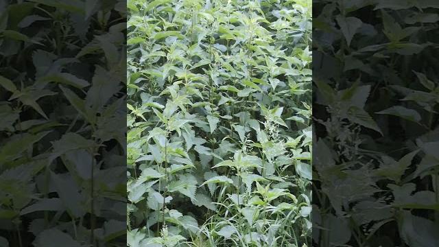 #Крапива, Очень много Крапивы - #Растения и #Природа Украины 4к Видео #Nettle Nature 4k Video #Крапива, Очень много Крапивы - #Растения и #Природа Украины 4к Видео #Nettle Nature 4k Video