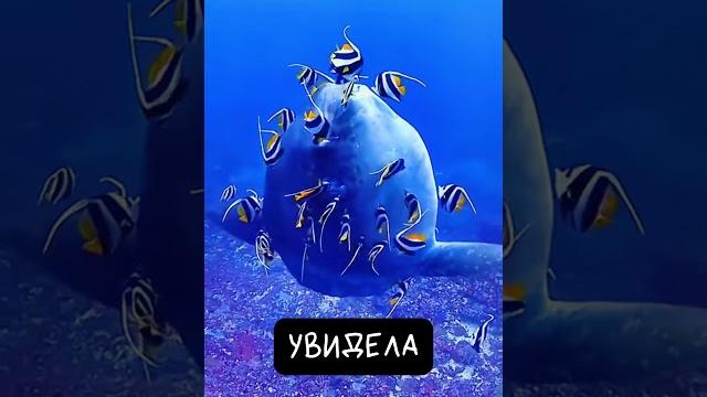 Луна-рыба Это Прикол Луна-рыба Это Прикол