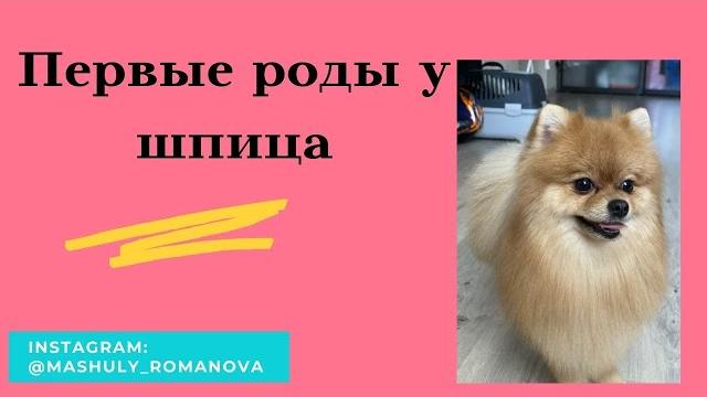 Роды у шпица. Как подготовиться к родам Роды у шпица. Как подготовиться к родам