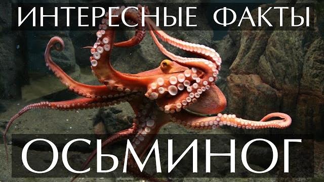 Осьминог - интересные факты Осьминог - интересные факты