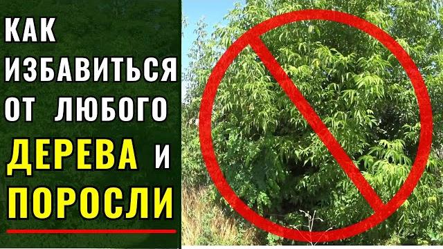 Как быстро и навсегда избавиться от любого дерева и поросли. Как быстро и навсегда избавиться от любого дерева и поросли.