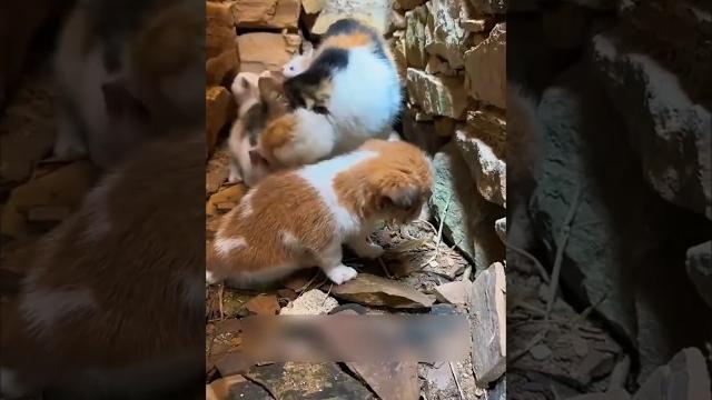 Щенок нашёл маму в кошке ! Самое трогательное видео дня #животные #кошки #собаки #любовь #shorts Щенок нашёл маму в кошке ! Самое трогательное видео дня #животные #кошки #собаки #любовь #shorts