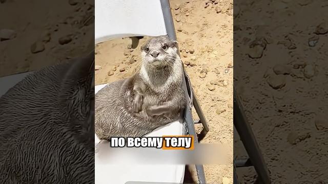 Большой секрет выдры 🪨 #милыеживотные #животные Большой секрет выдры 🪨 #милыеживотные #животные