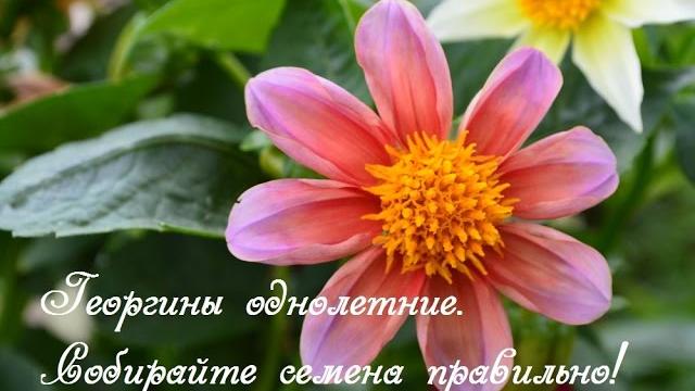 Георгины однолетние. Как собрать семена?! Георгины однолетние. Как собрать семена?!