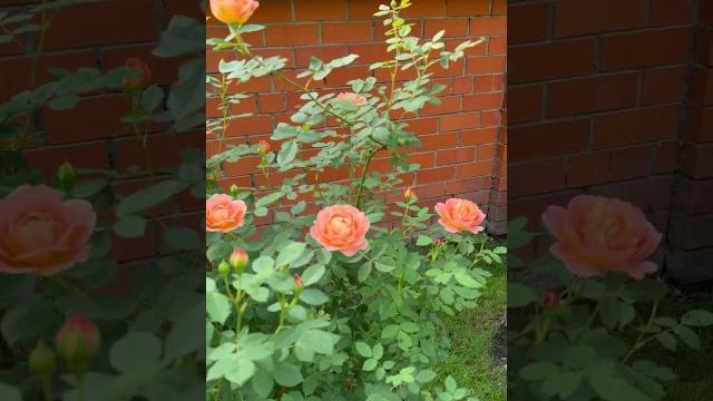#роза #остин #алтан #сад #роза #остин #алтан #сад