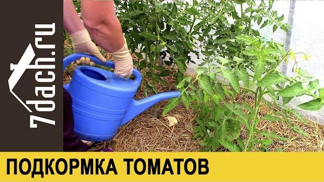 Подкормка томатов: ЗОЛА и ЙОД - 7 дач Подкормка томатов: ЗОЛА и ЙОД - 7 дач