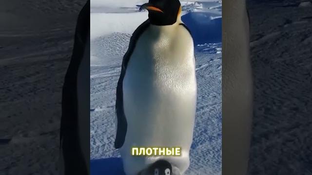 Мир глазами пингвина | Интересный факт про пингвинов #пингвин #антарктика #факты #интересныефакты Мир глазами пингвина | Интересный факт про пингвинов #пингвин #антарктика #факты #интересныефакты